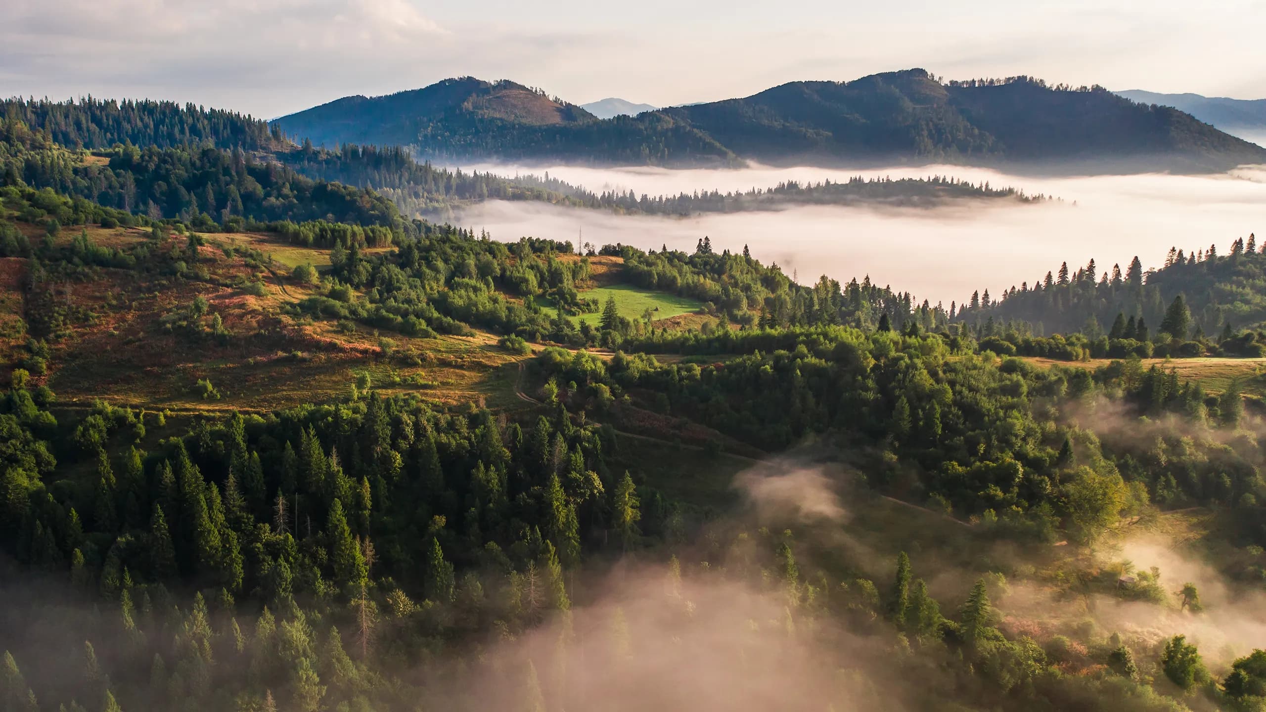 Thumbnail of KOM Charcoal 4